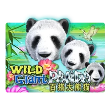 Wild Giant Panda - IDAGENT138